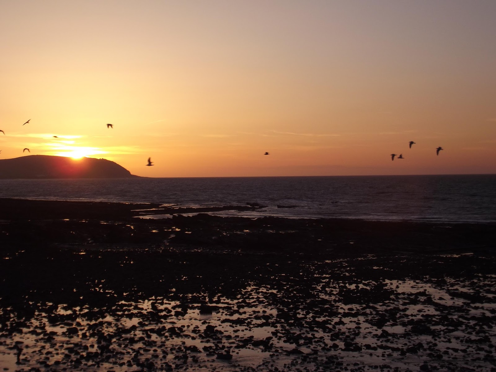 Gulls coming home to roost.