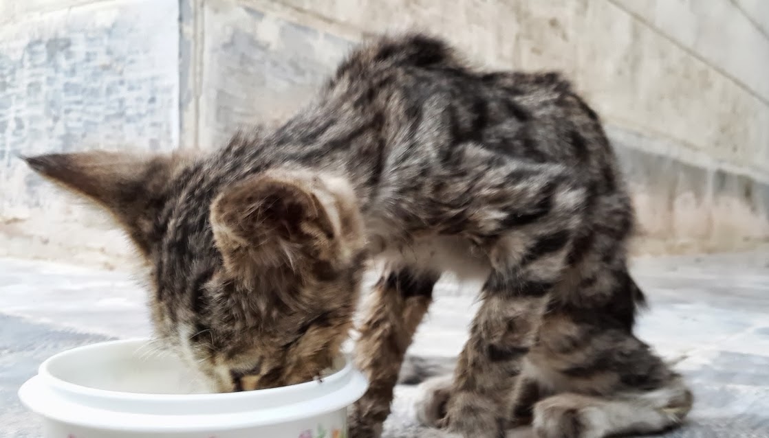 Image result for kucing lapar