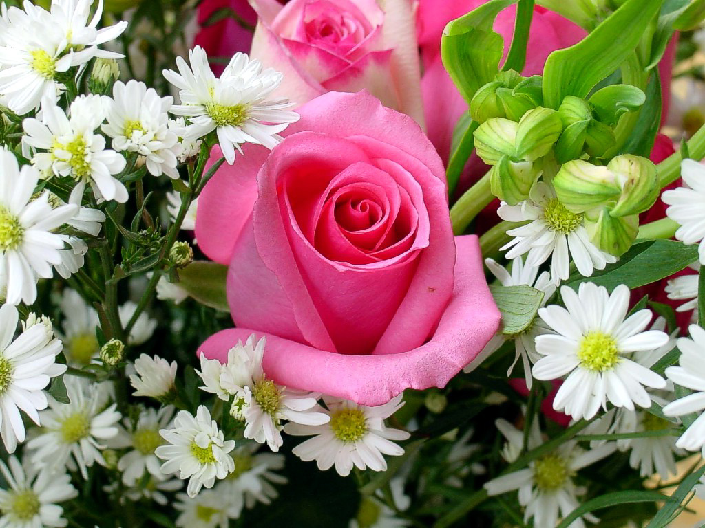 Lega fantacalcio ceccanese: coppa italia non è andata proprio rose ... Rose e fiori