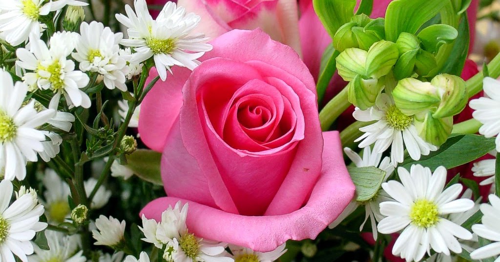 Lega fantacalcio ceccanese: coppa italia non è andata proprio rose ... Rose e fiori