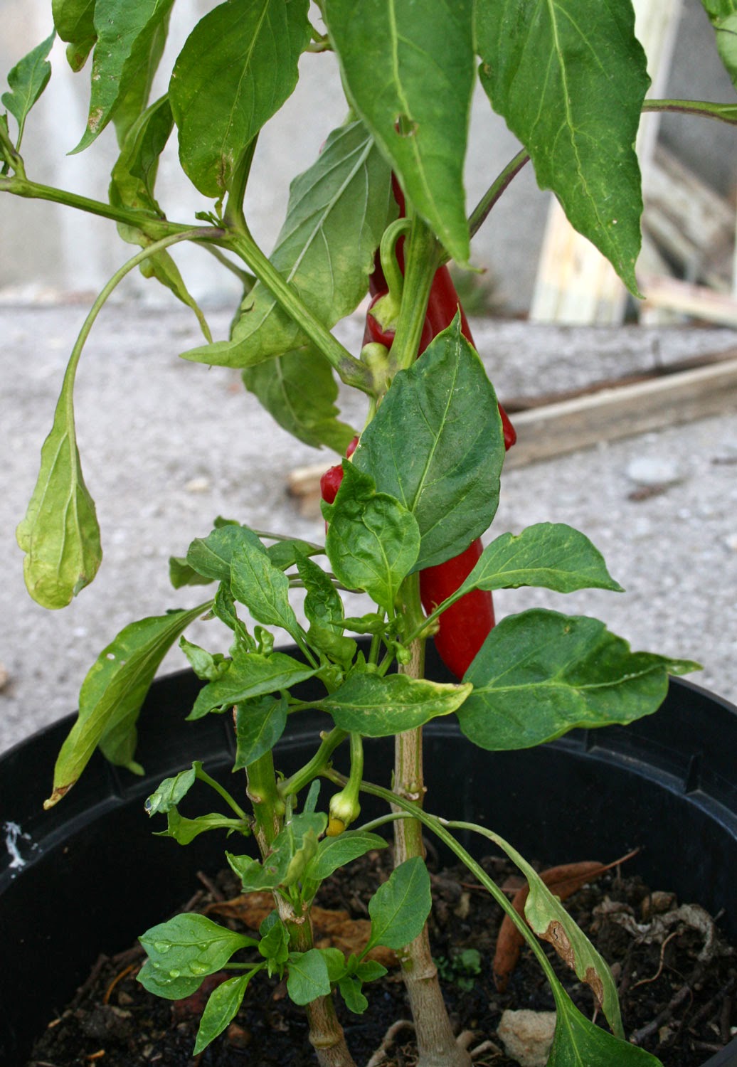 There is a pepper on the broken plant There is a pepper on the broken plant