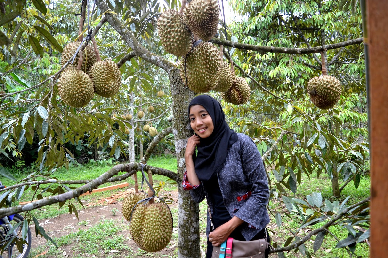 KEBUN DURIAN CANDIMULYO: 2017