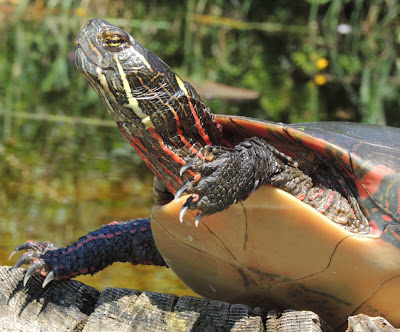 Turtle In Space