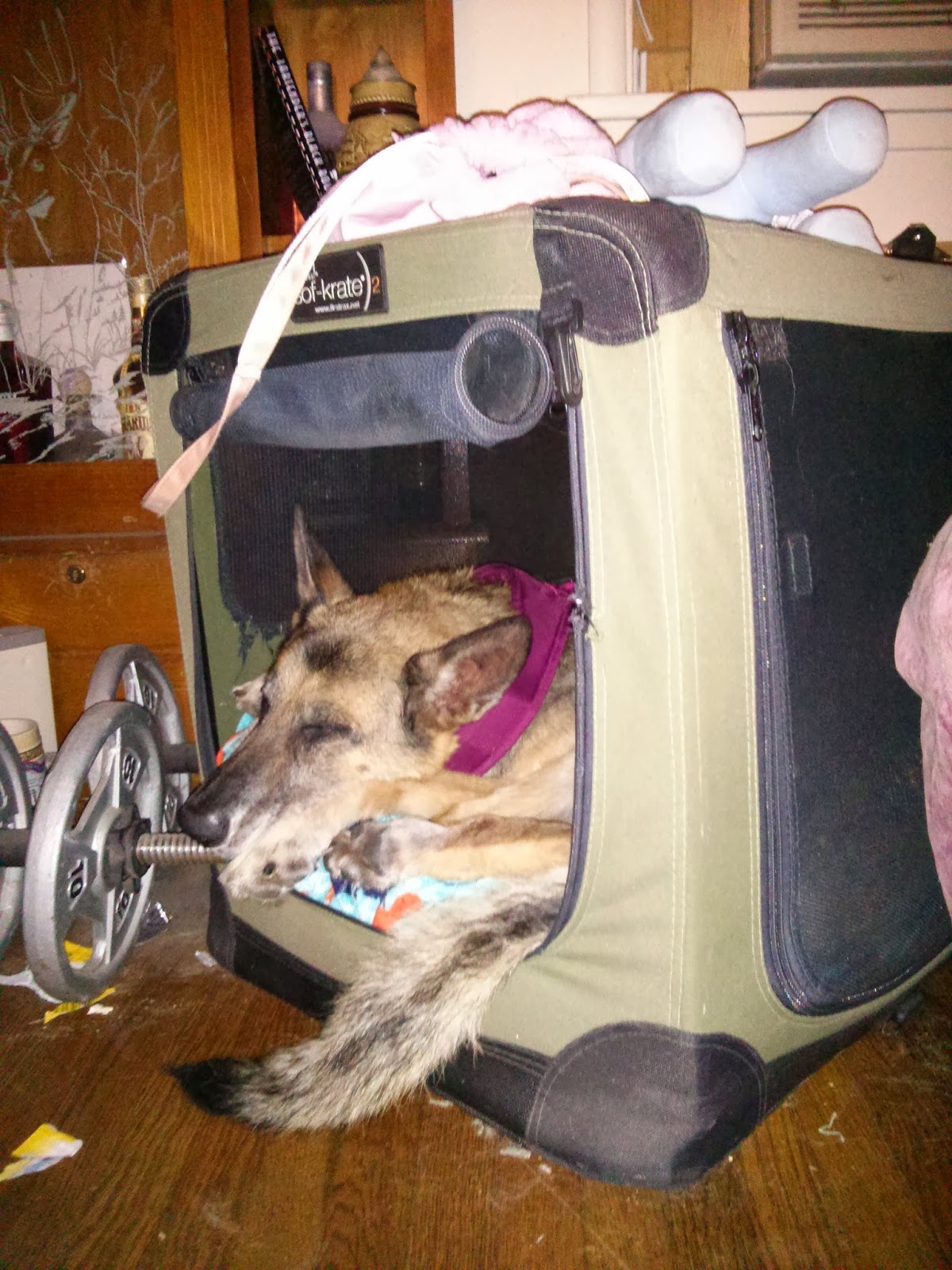 The Dog Geek Product Review Boots and Barkley Waterproof Dog Bed Cover