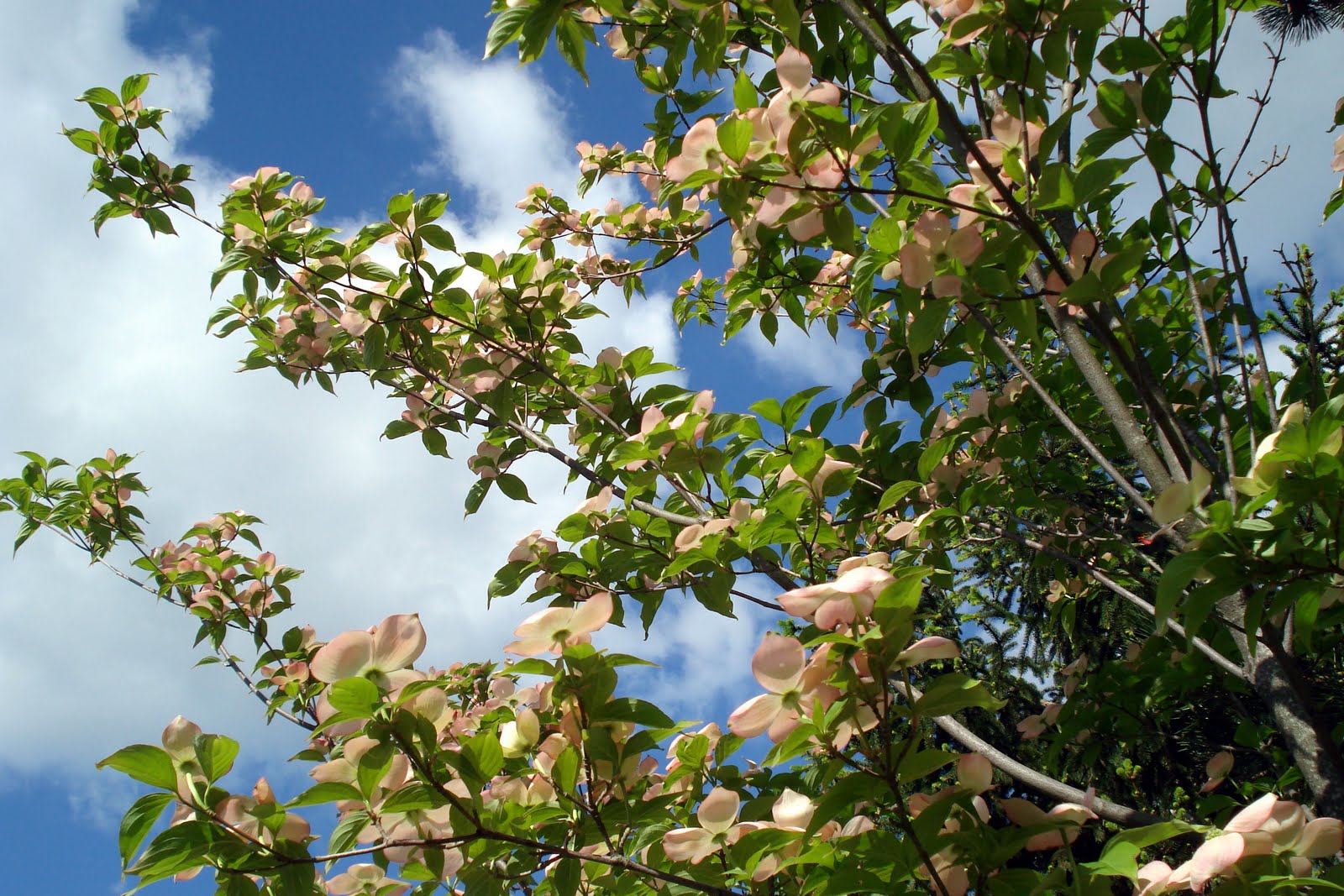 Kousa+dogwood+berries+poisonous+dogs