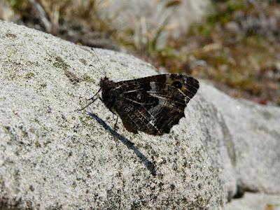 Grayling, Hilbre Island