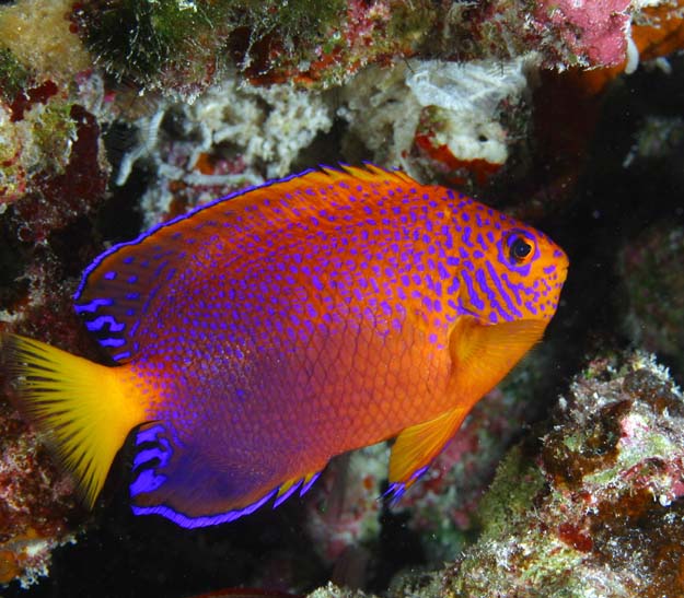 pictures of interruptus angelfish