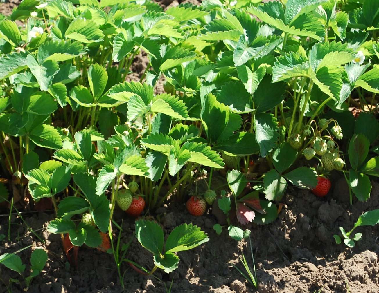 the farmer's wife June 2011