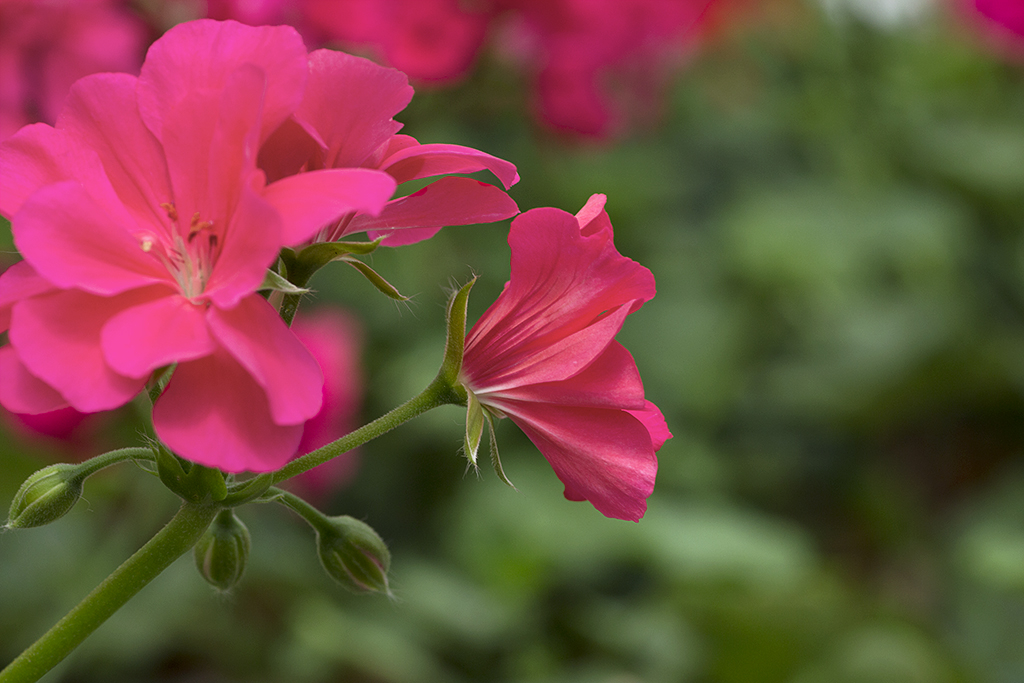 Fotografía macro pelargonium Fotografía macro pelargonium