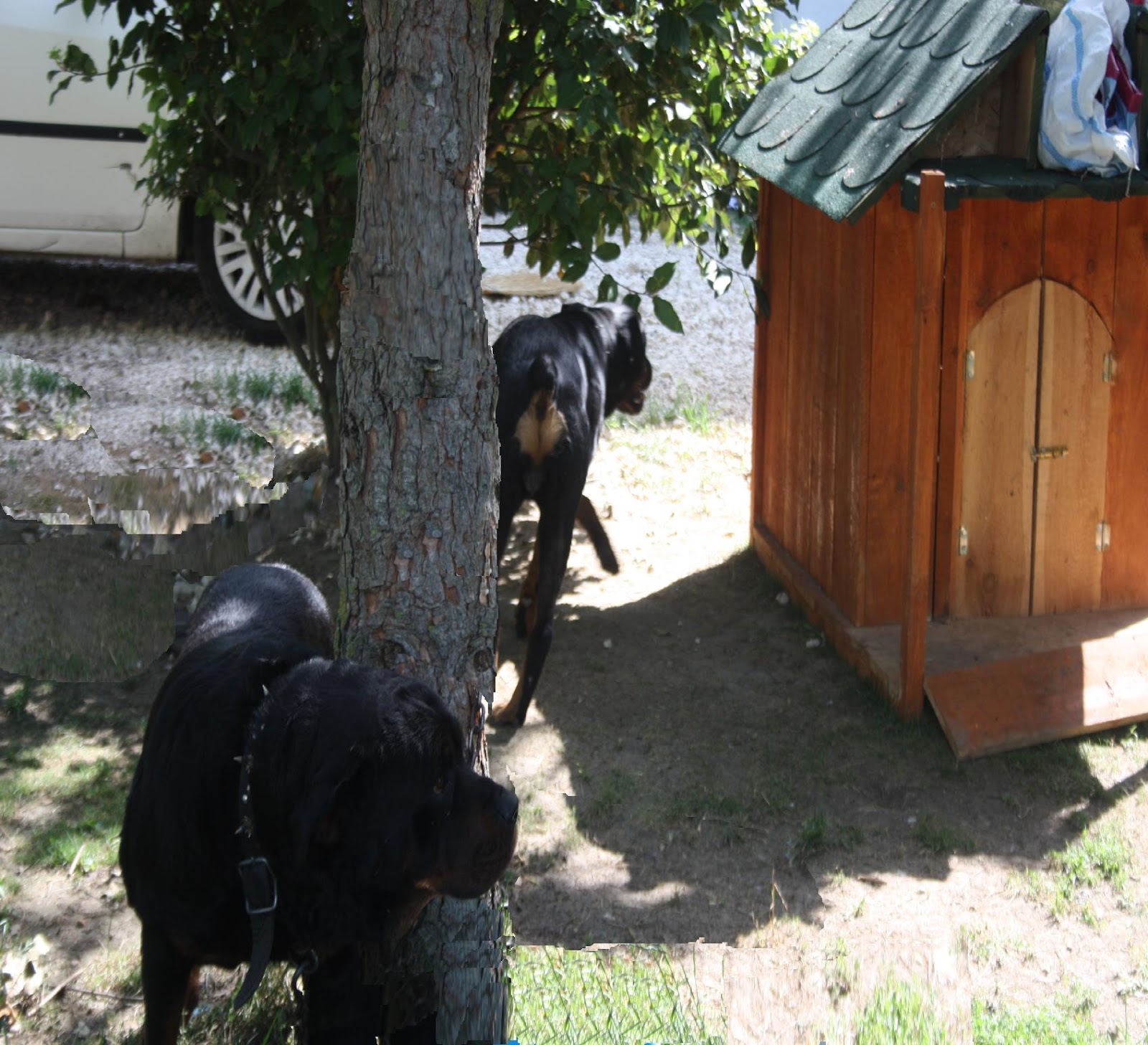 sahibinden köpek oteli İstanbul