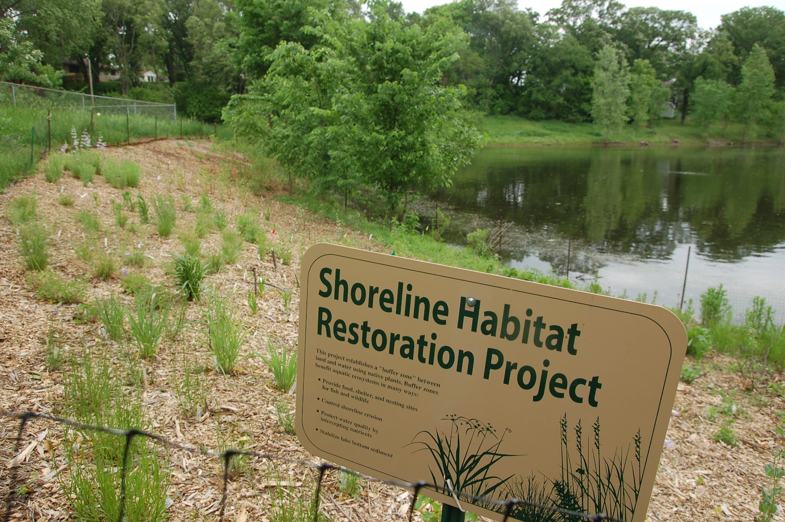Savoring Servant Memory Lane Pond shoreline restoration