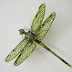 Amazing Dragonfly Insect - Dragonfly Facts, Images, Information, Habitats, News