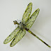 Amazing Dragonfly Insect - Dragonfly Facts, Images, Information, Habitats, News