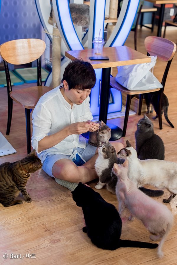 Cats from Seoul {South Korea} Traveling Cats Travel Pictures of Cats