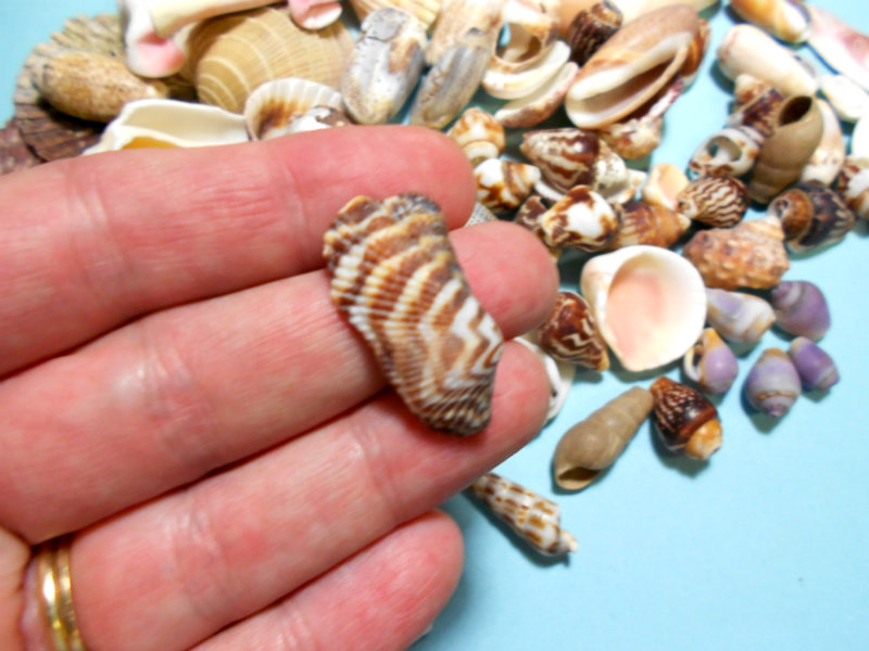 Del's Shells Seashells from Mexico!