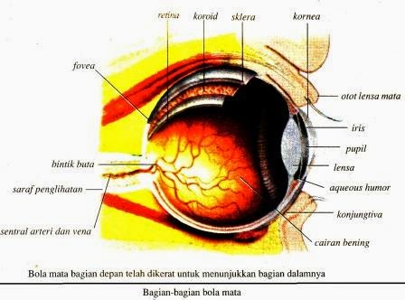 Sistem Indra Pada Manusia Sistem Indra Pada Manusia