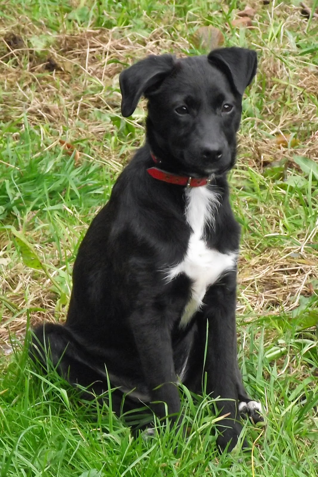 labahoula puppies for sale catahoula leopard memes labahoula puppies for sale catahoula leopard memes