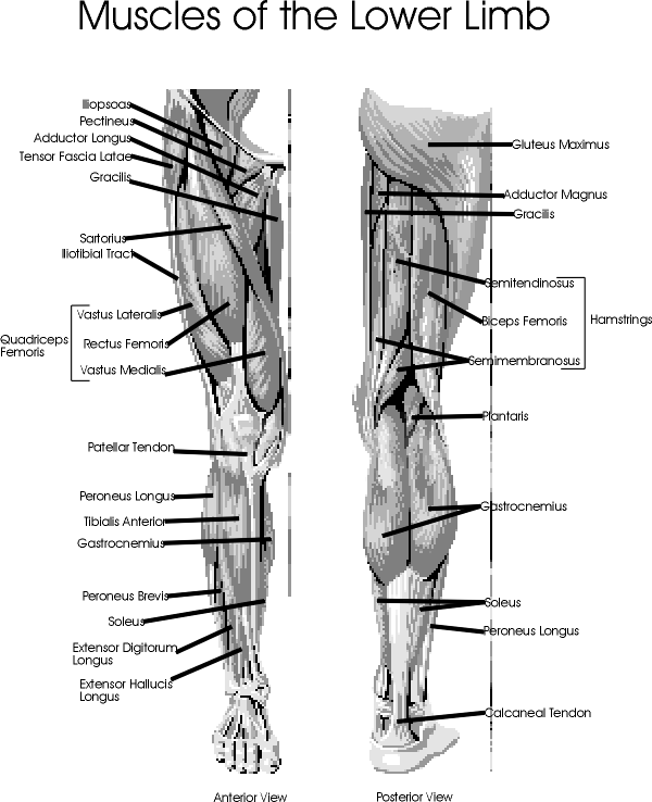 leg muscles diagram diseases and cure july 2012 leg muscles diagram diseases and cure july 2012