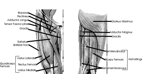 Muscles of the legs