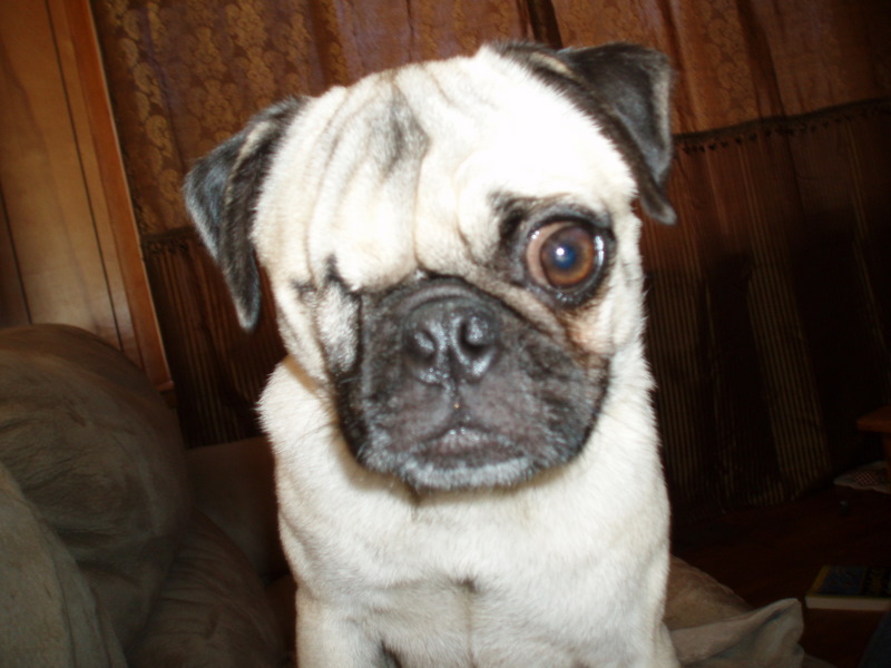 pug rescue of northwest arkansas susan and the pugs pug rescue of northwest arkansas susan and the pugs