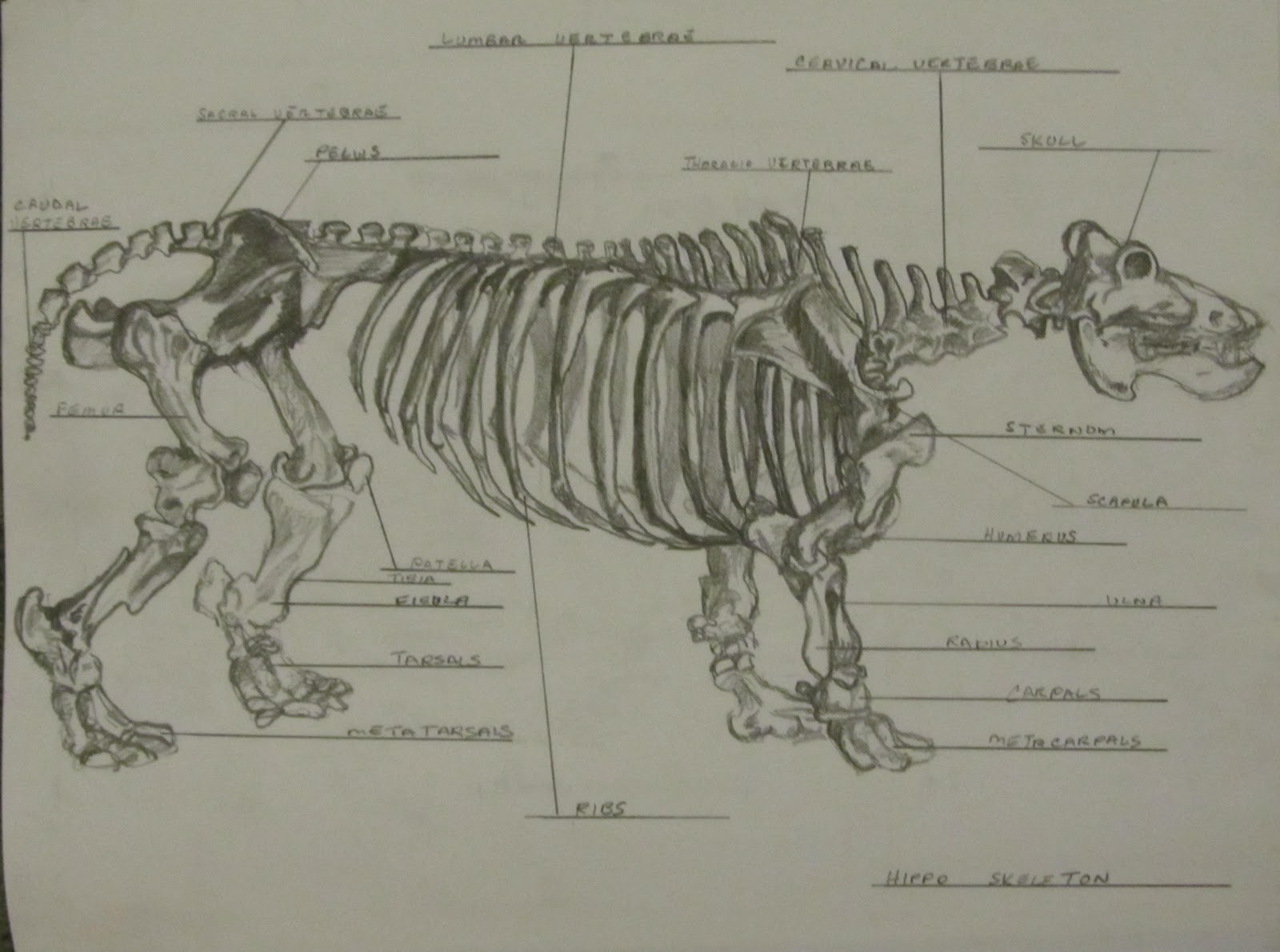 Art School Confidential: Summer Quarter 2012: Drawing and Anatomy