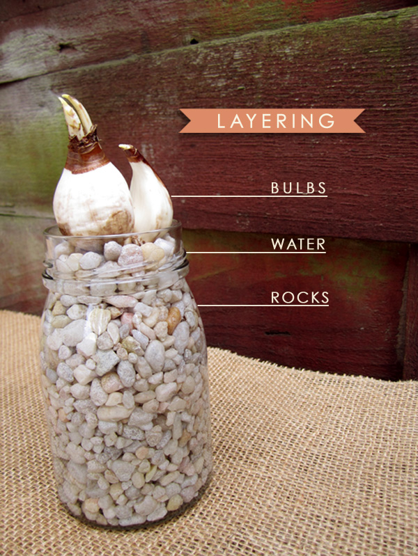 A Wayward Wind Bulb Forcing Paperwhite Narcissus