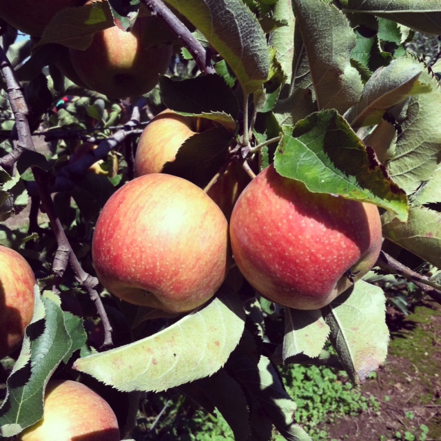 Beilke Family Farm Oregon Apples UPick from the Farm Jonagold