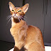 Life span or life expectancy in Abyssinian cats