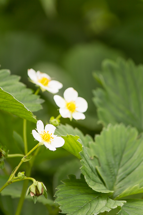 Amalie loves Denmark Erdbeerblüten Amalie loves Denmark Erdbeerblüten