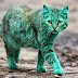 قطط خضراء تجوب شوارع بلغاريا