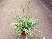 Dianella tasmanica 'Variegata'