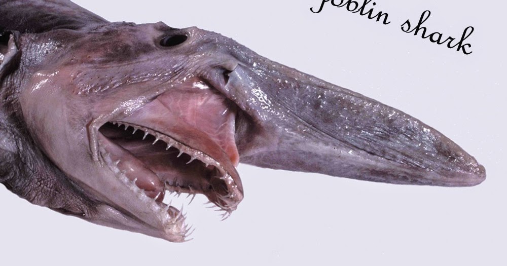 letest facts and update: A most degorous goblin shark