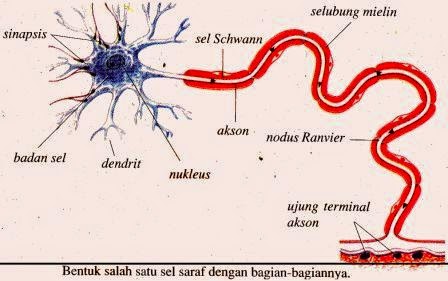 Sistem Saraf pada Manusia Sistem Saraf pada Manusia