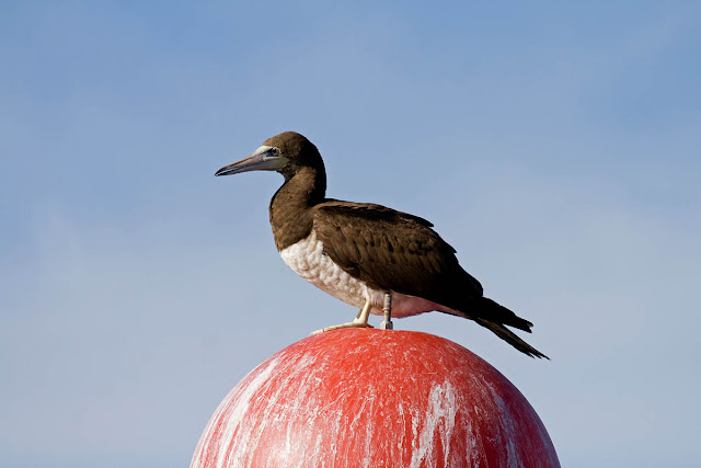 Brown Booby Brown Booby