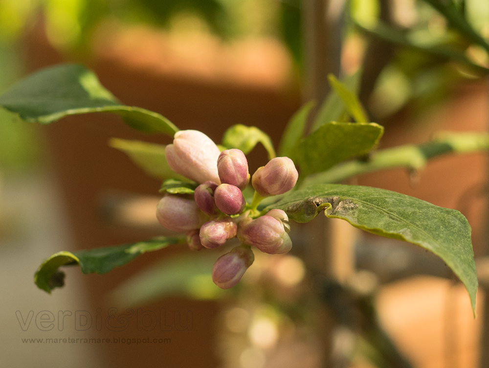 Limone Limone