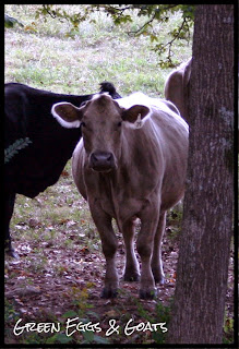 cow staring