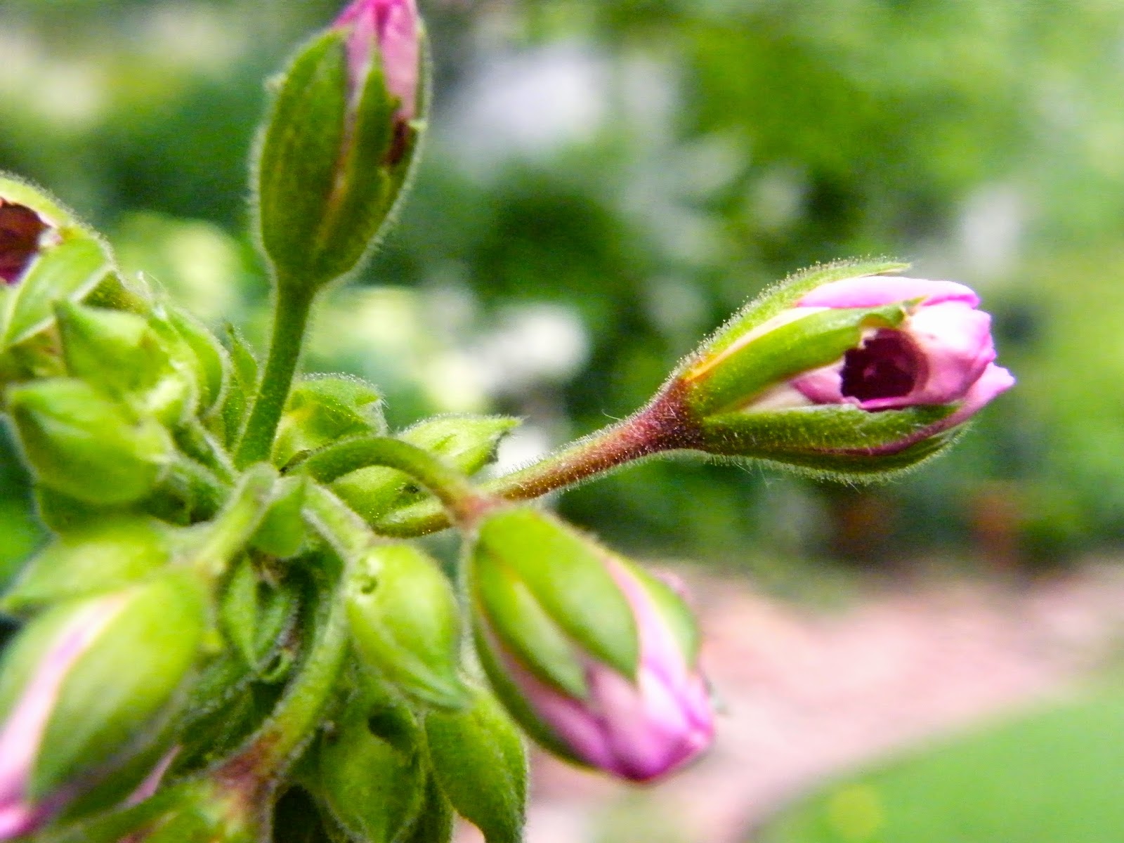 P O T A G E R Bug, Slug, Snail and Roly Poly Control