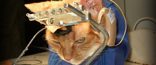 Double-Trouble, gato torturado por cientistas na universidade