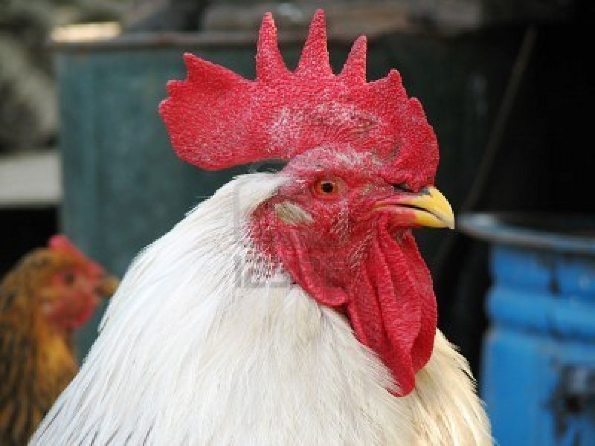 White Cock