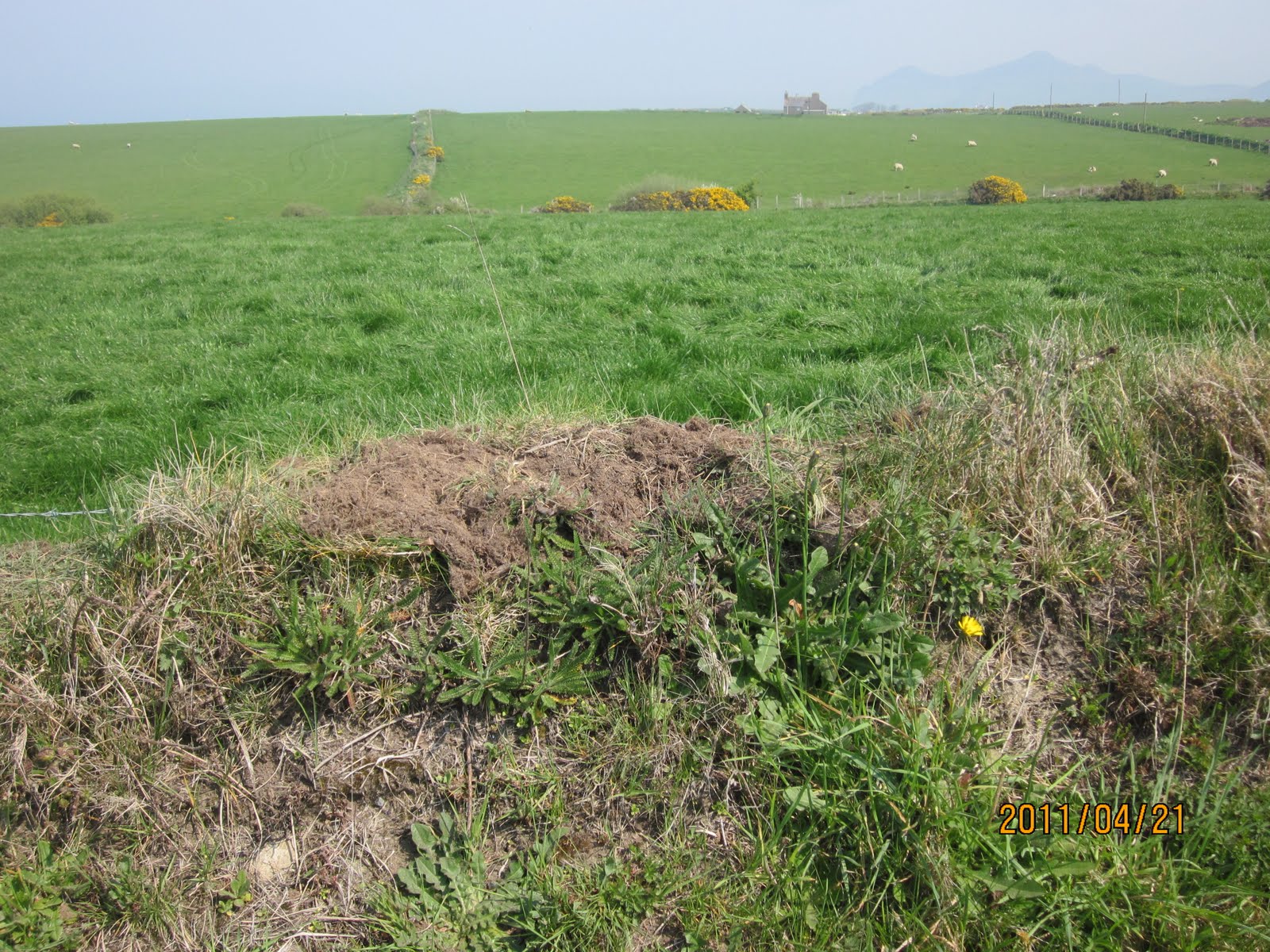 Wild About The Llŷn Unusual Badger Latrine