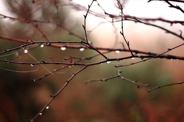 tree branches and raindrops 