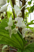 Summer Calanthe reflexa