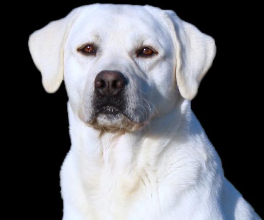 Cute Puppy Dogs: White Labrador Retriever Puppies