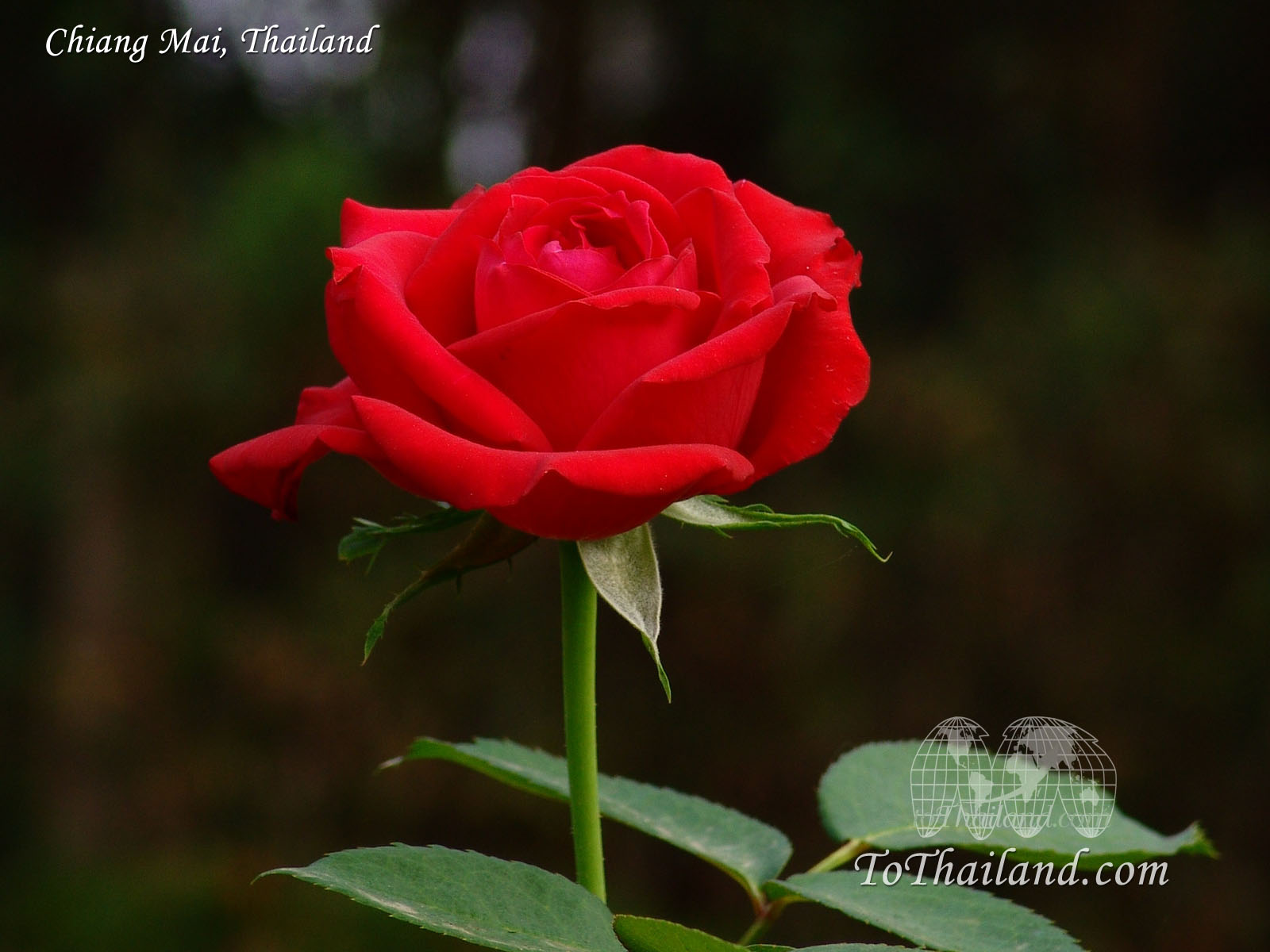 http://4.bp.blogspot.com/-uE6PqVxkPyk/T9bXrdLfUBI/AAAAAAAABbY/EBHikRkrfGI/s1600/rose-desktop-wallpaper.jpg