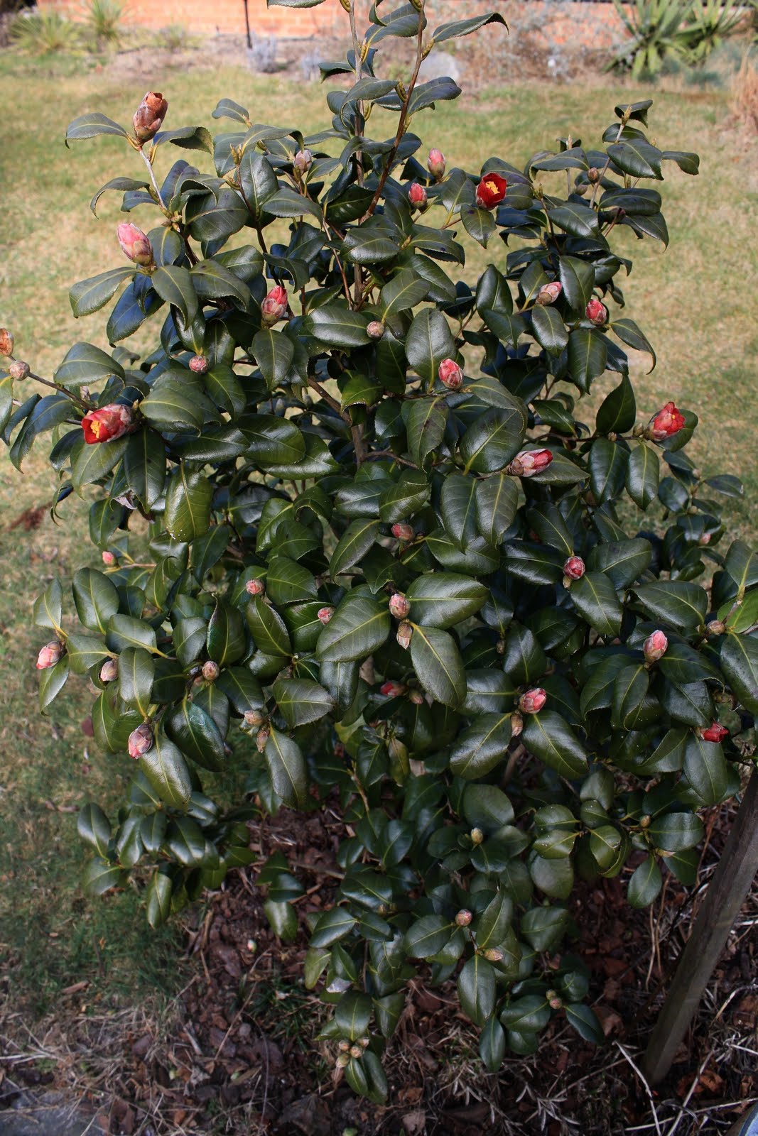Long Island Camellia Korean Fire in mid January / Adams