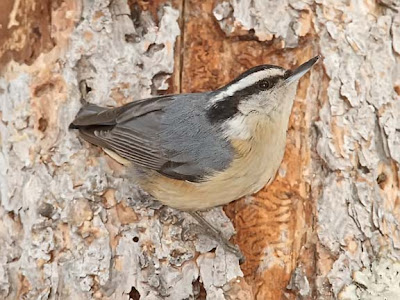 red-breasted nuthatch