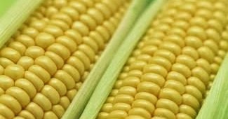 Health And Diet Tips: Does Eating Corn Increase Belly Fat?