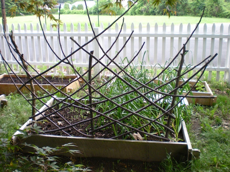 Myrrhmade Twig Trellises and a Chick Field Trip