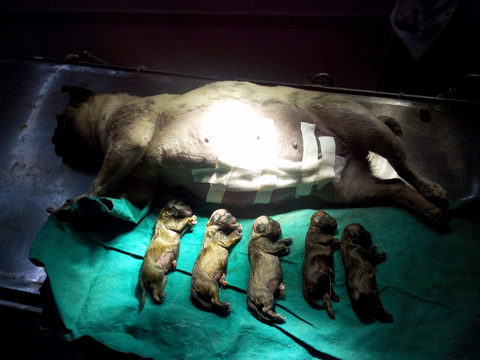 pug gestation period drssnairvet december 2014 pug gestation period drssnairvet december 2014
