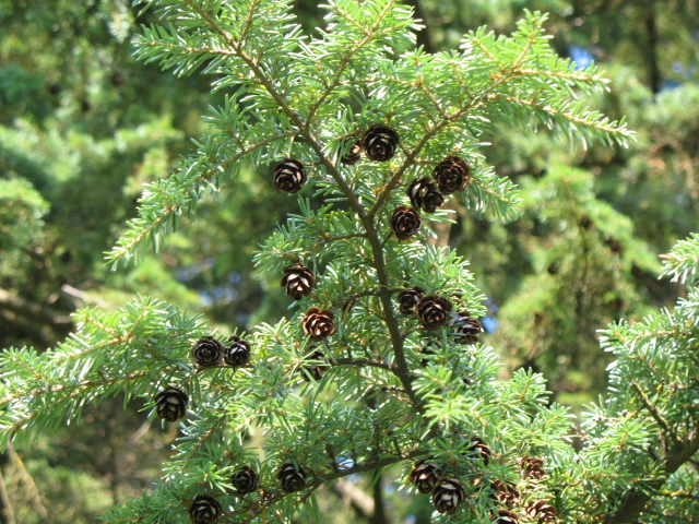Hemlock Tree Branch